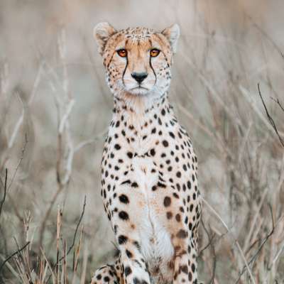 Monika Wanat, Shyness, fotografia, sztuka polska, przyroda, zwierzę, sztuka współczesna, niezła sztuka