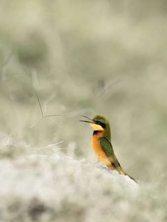 Monika Wanat, Wondering, fotografia, przyroda, zwierzęta, ptaki, sztuka polska, sztuka współczesna, niezła sztuka