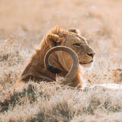 Monika Wanat, Empathy, fotografia, przyroda, zwierzęta, sztuka współczesna, sztuka polska, niezła sztuka