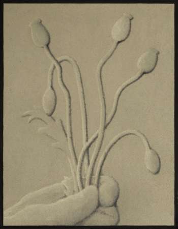 Bartłomiej Flis, Maki, malarstwo, sztuka polska, sztuka współczesna, sztuka rodzajowa, niezła sztuka